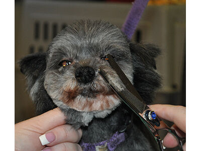 How to Learn the Asian Fusion Pet Grooming Technique